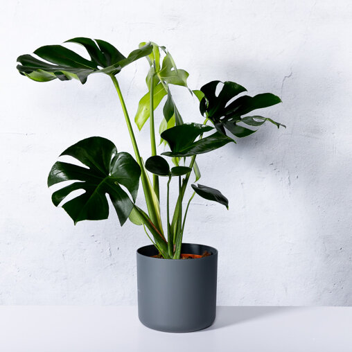 Gatenplant in elho pot